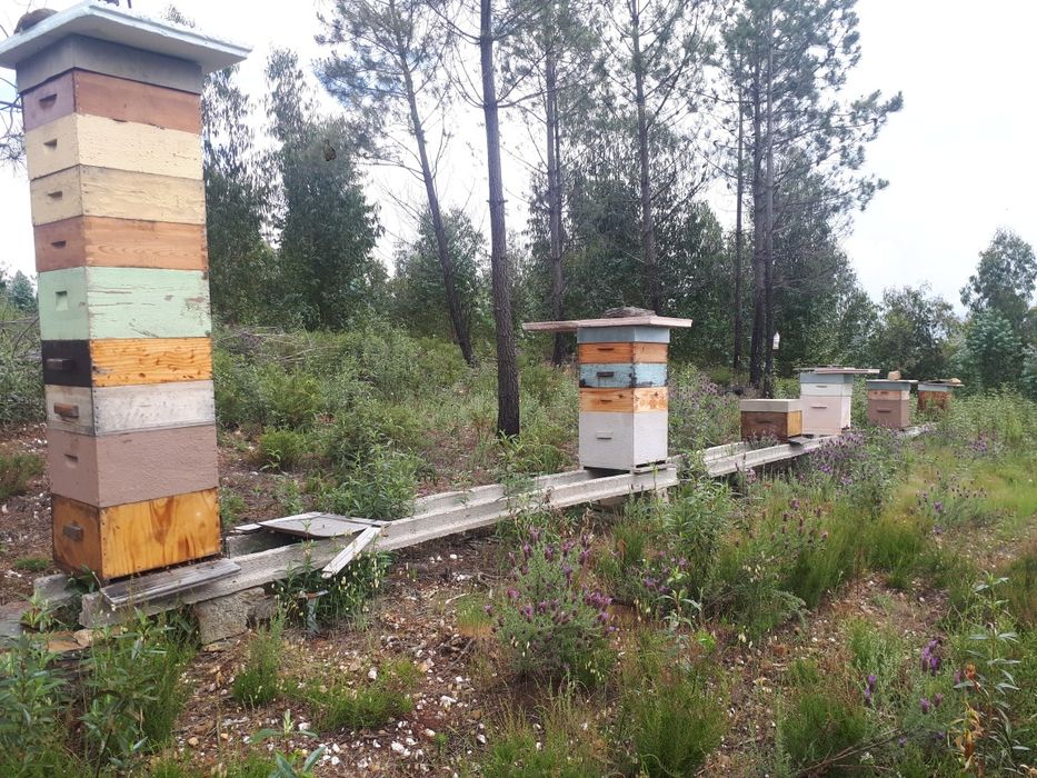 Enxames de Lusitana Lonstrot e Reversivel