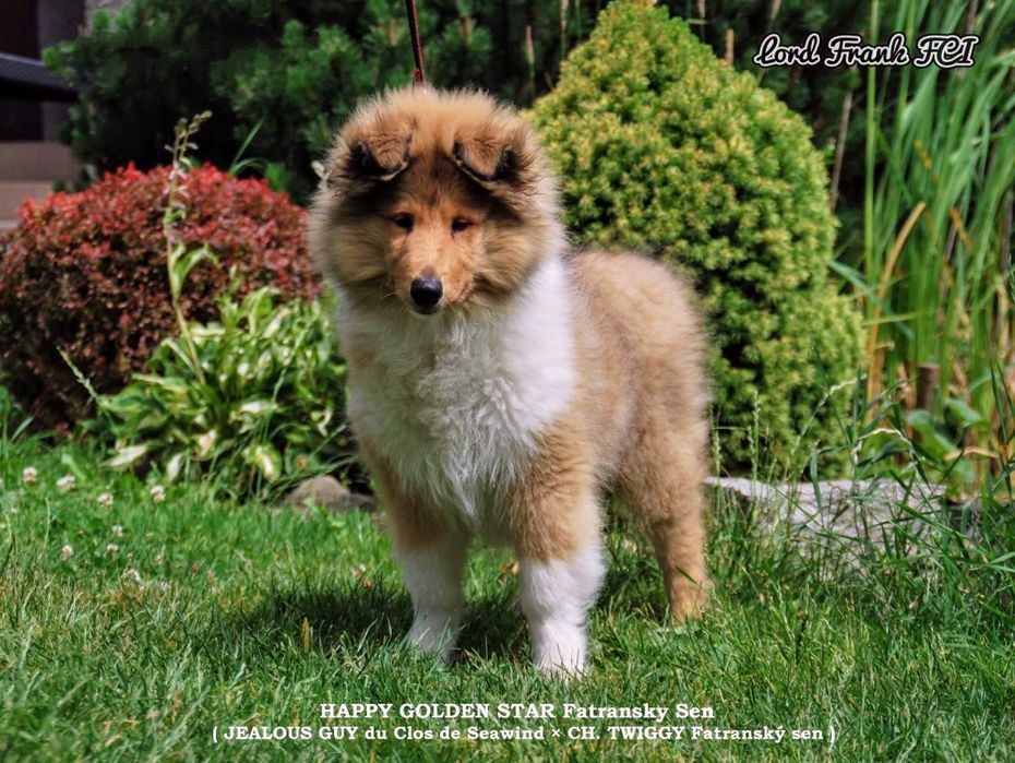 Owczarek szkocki długowłosy ZKwP FCI