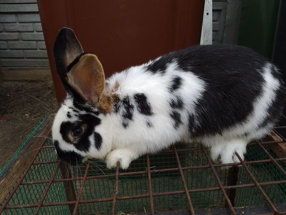 Witam sprzedam samczyka 6  miesiąca