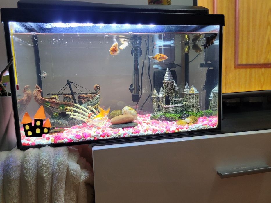 Akwarium z akcesoriami