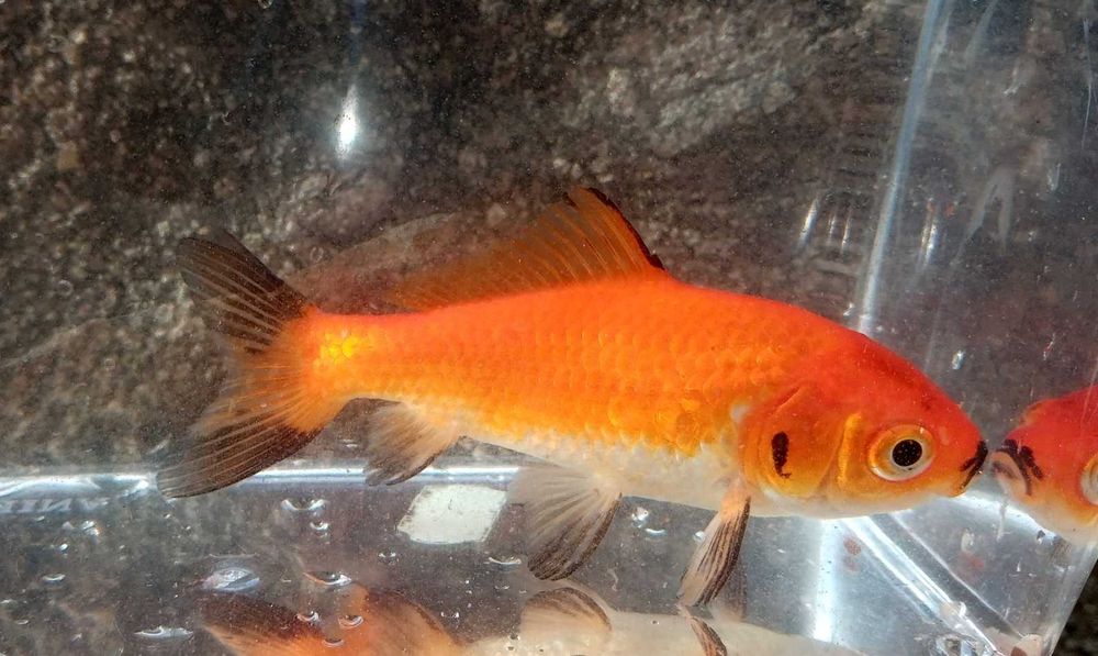 Wakin (Peixe dourado do Japão) 9cm Agua Fria