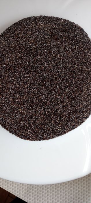 nasiona  tymianku zbiór 2025 r.