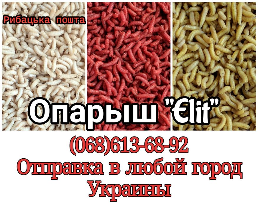 Опарыш белый красный и желтый крупный живой пинка опариш