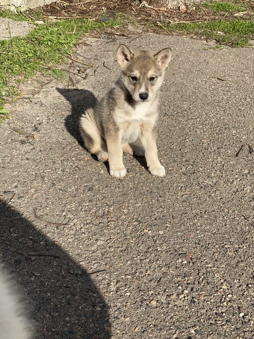 Лайка, цуценя лайки хлопчик