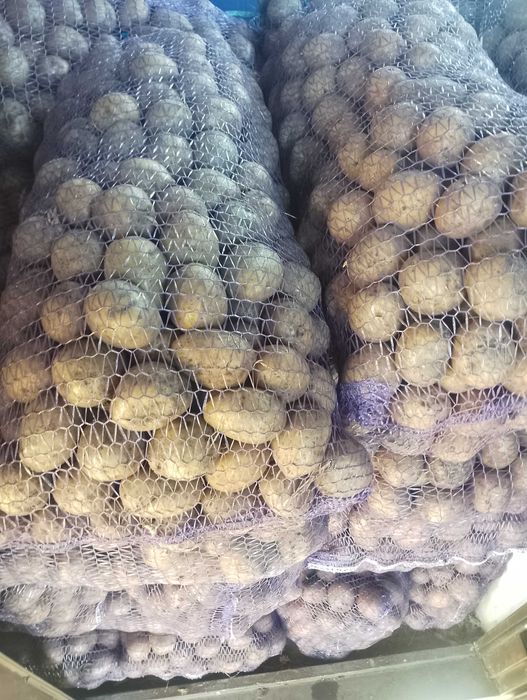 Продам насінневу картоплю. Сорт Гала,,Всі питання через телефон.