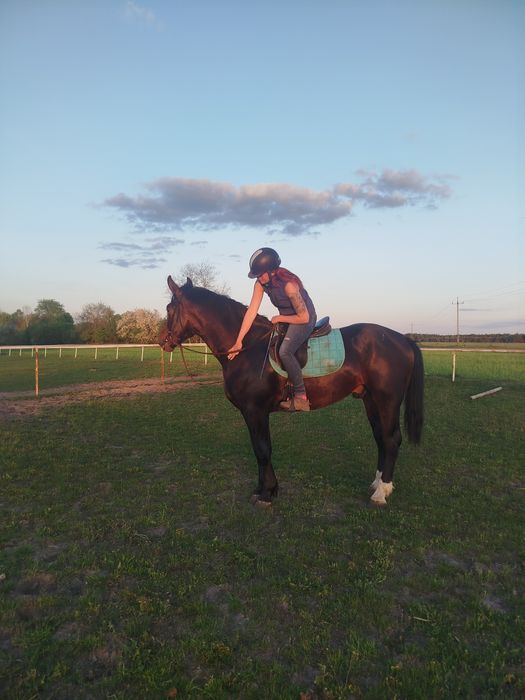 Ślązak siodło zaprzęg