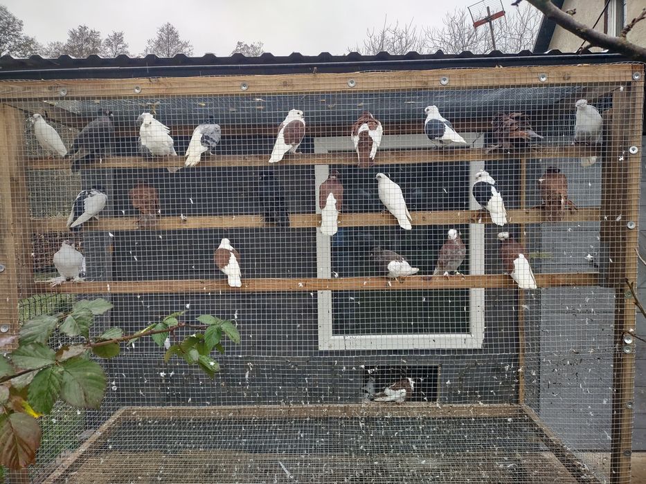 Gołębie ozdobne. Mewki Widymy Wywrotki Sroczki