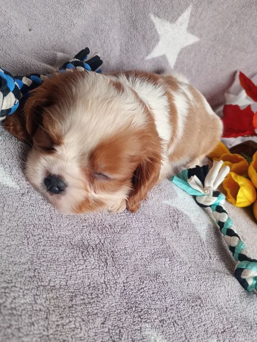 Cavalier kinng spaniel chlopak