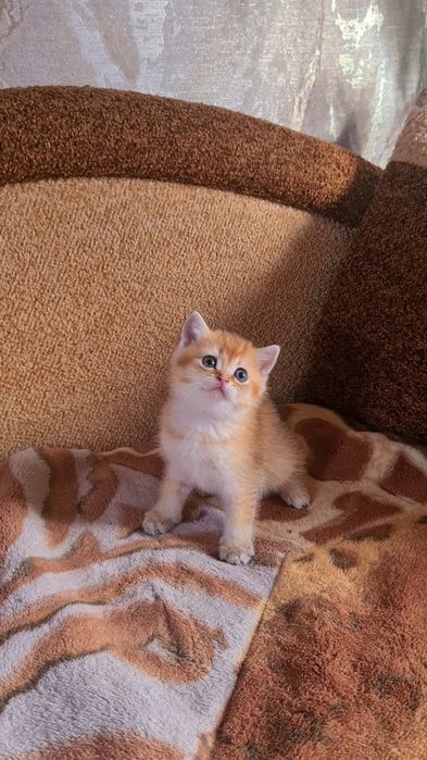 Шотландская золотая шиншилла