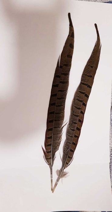 Ozdoba Kapelusza Myśliwskiego 2 pióra z ogona Bażanta naturalne 33cm