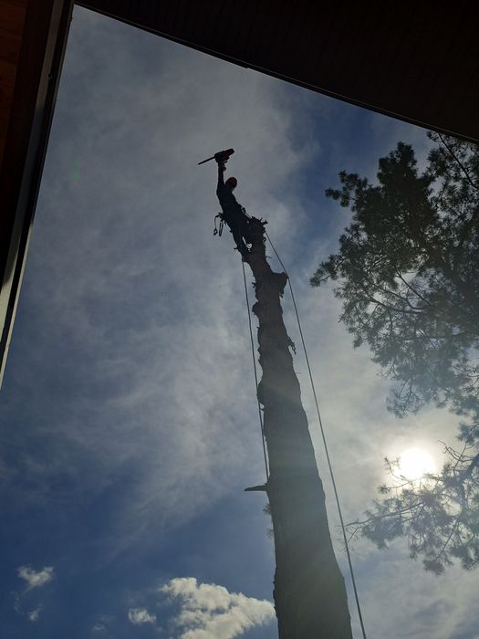 Видалити дерево удалить зрізати обрізка  кронувати спилить видалення