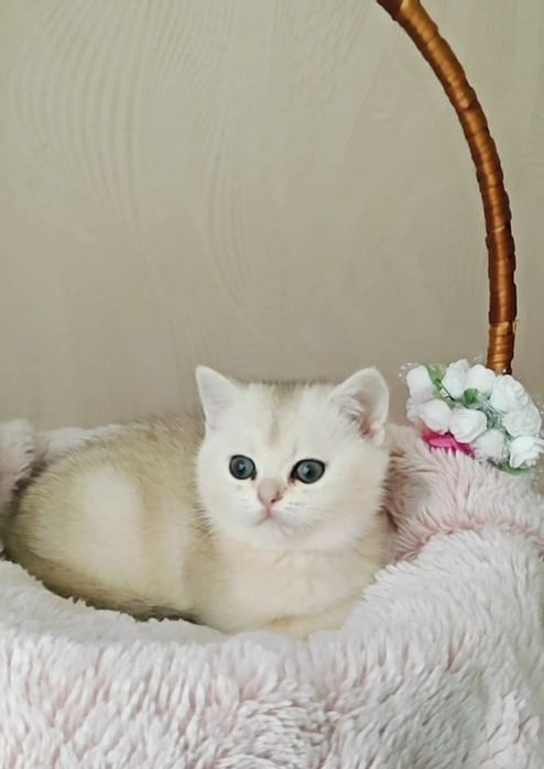 Дівчинка і хлопчик сріблясті шиншили