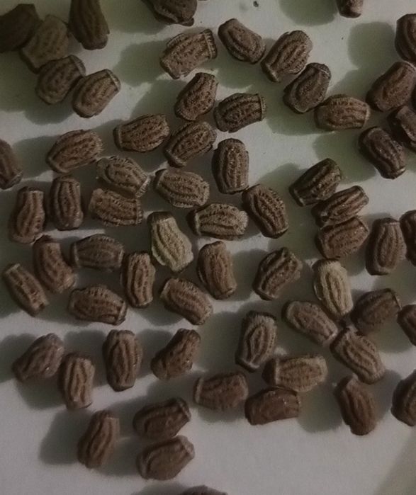 Liściec phyllium letiranti jaja