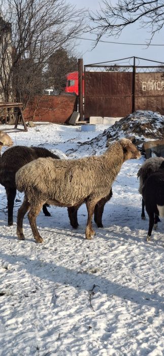 Продажа овець гісарів