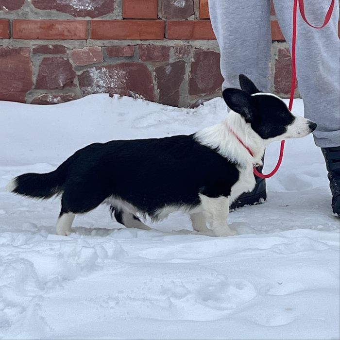 Вельш коргі кардіган, хлопчик, КСУ