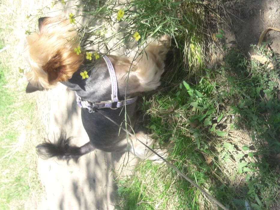 Красавчик йорк для вязки