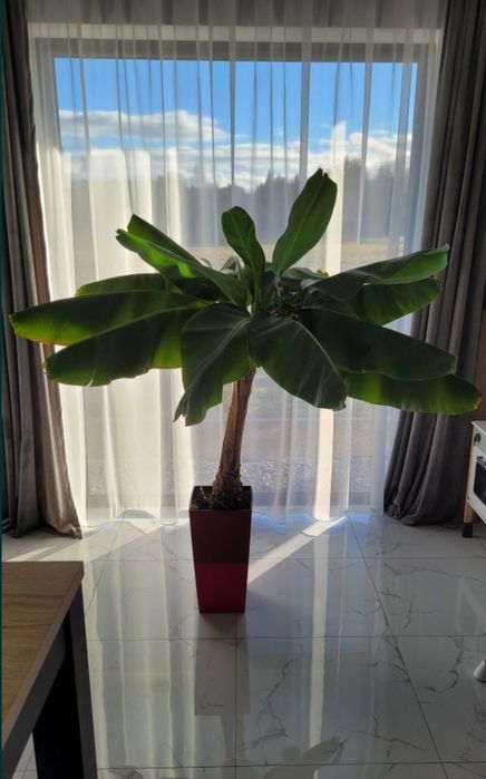 Bananowiec Musa Tropicana młoda sadzonka