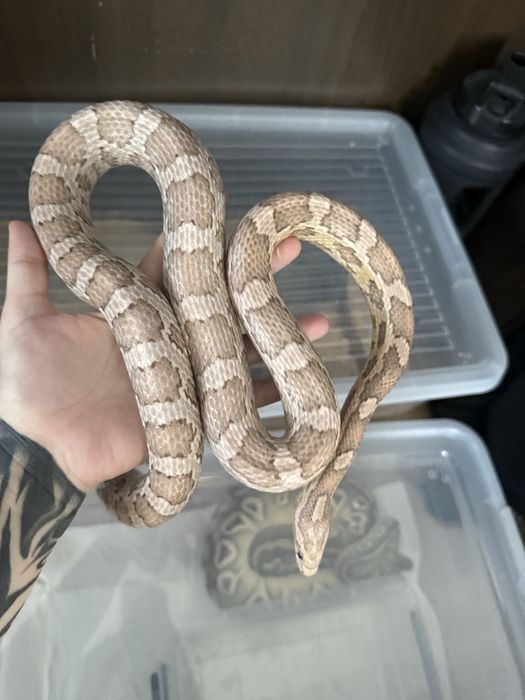 P.G Ultramel Anery Poss. Red Factor 66% Het. Scaleless  50% Het. Motley