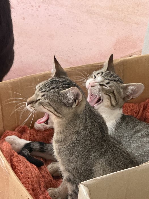 Dois gatinhos de 4 meses para adoção