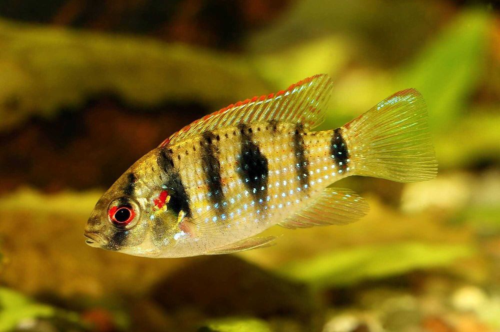 Barwniak Thomasa - Anomalochromis thomasi - dowozimy, wysyłamy