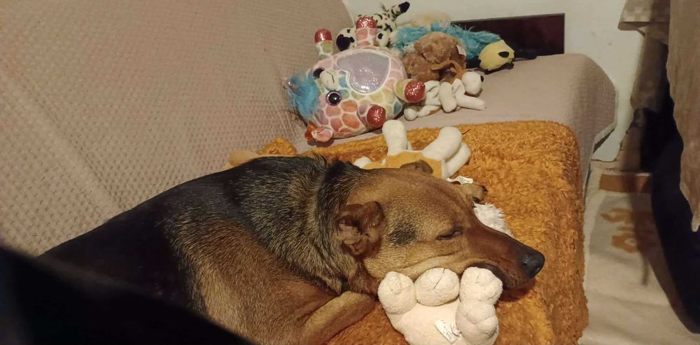 Scooby cudowny młody psiaczek poleca się adopcji
