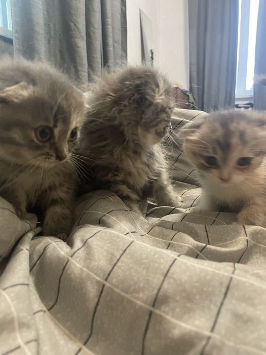 Веслоухие котята,Срочно продаю иза выезда за границу