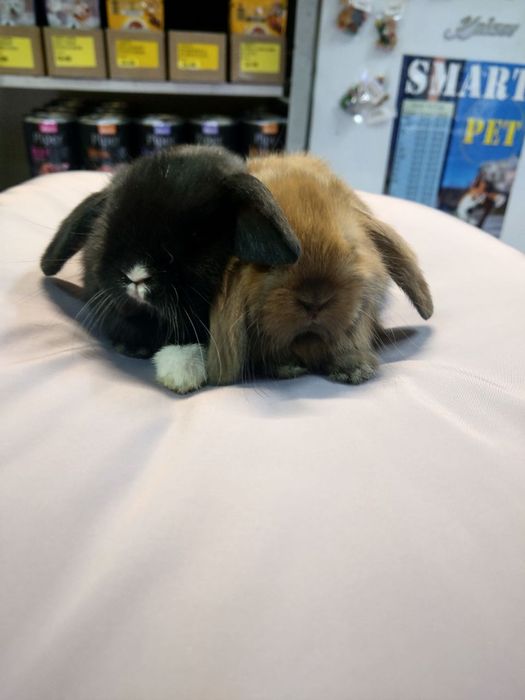 декоративні свинки розмовляюча