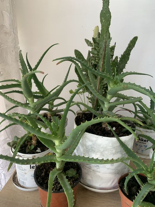 Продам комнатное растение