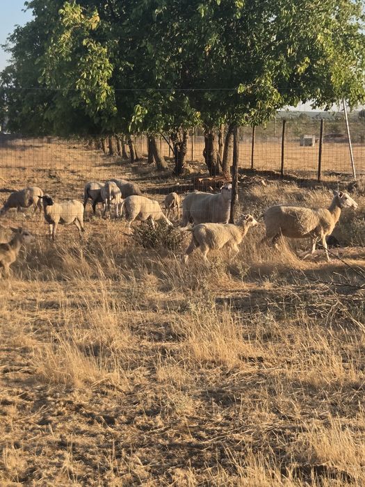 Ovelhas Inras 401 8 Femeas 2 machos