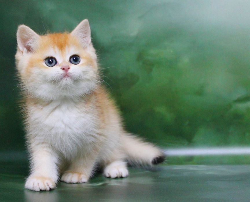 Золотий хлопчина змінить ваше життя