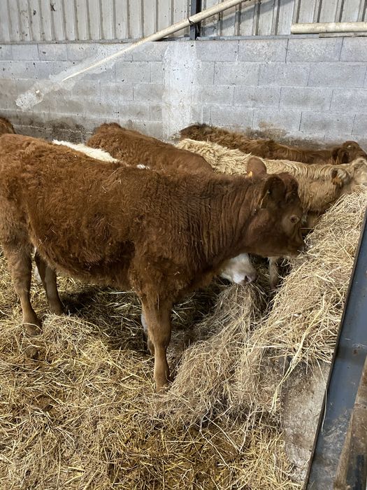 Vitelas cx de Limousines