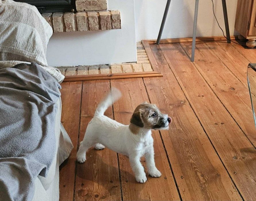Jack RussellTerrier suczka
