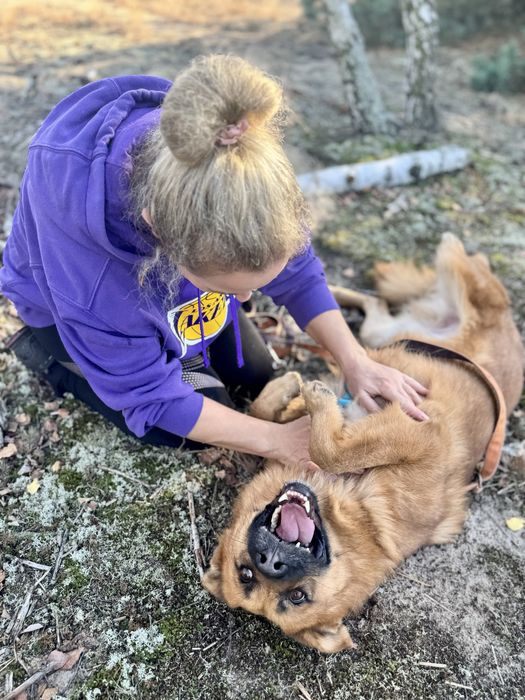 Fox - pies idealny do adopcji