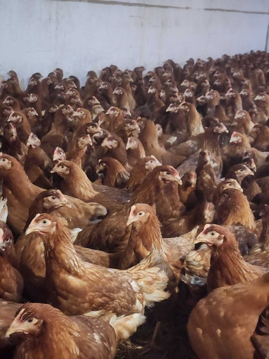 Kury nioski młode Rosa Messa Dominant Leghorn z wolnego wybiegu Dowóz