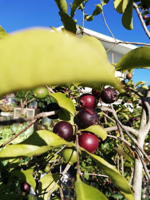 Arvore do araça de vários tamanhos e preços