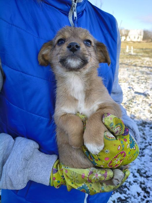Цуценята маленькі клубочки щастя шукають дім
