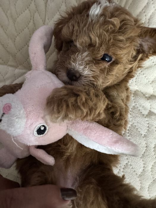Poodle Mini Toy e Toy Vermelho