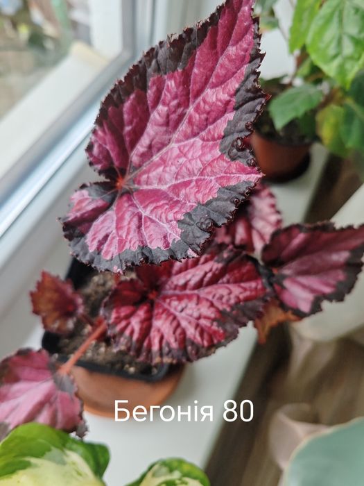 Бегонія.         .