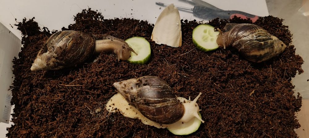 Ślimak achatina Fulica