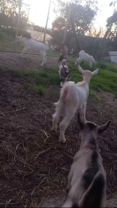 Vendo cabritos caseiros