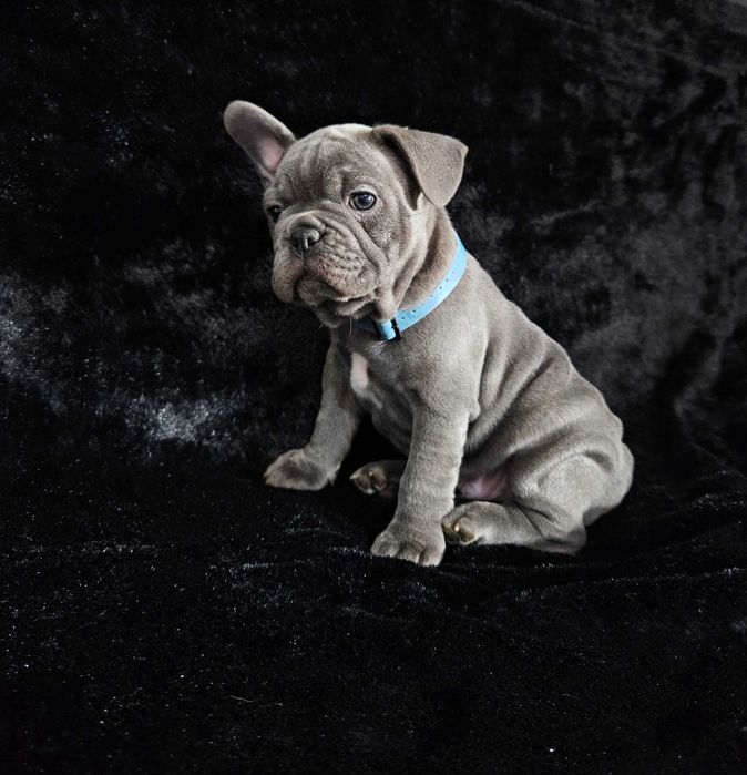 Buldog francuski - piesek