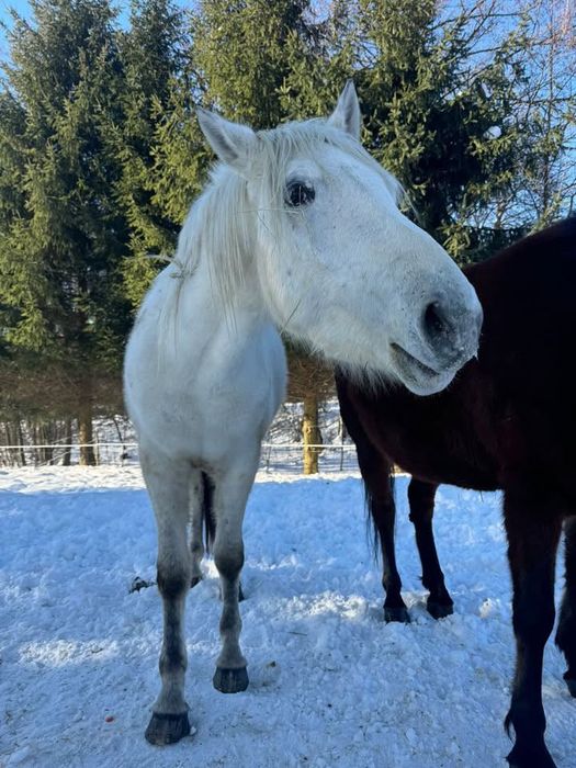 Klacz kuc feliński tarant