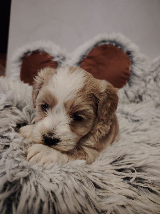 Maltipoo dziewczynka