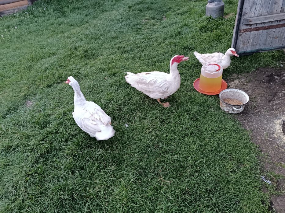 Продаються мускусні качки німецька важка лінія