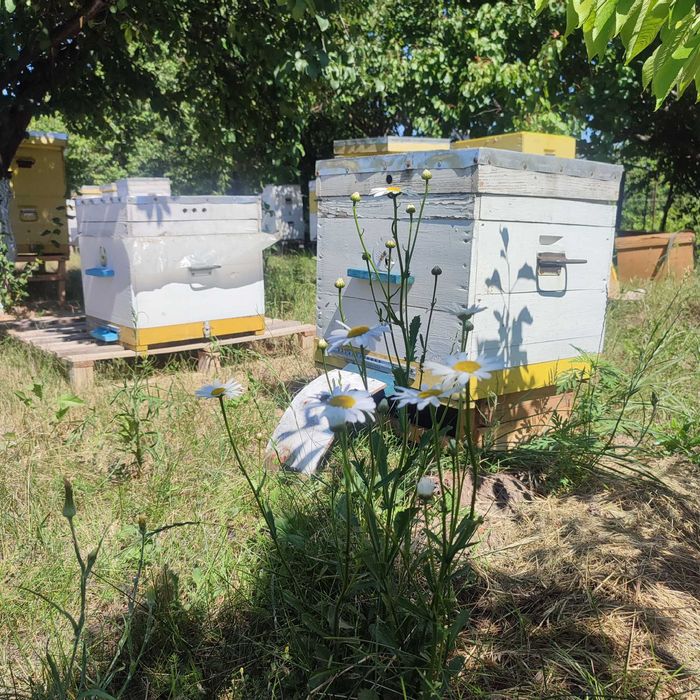 Продам бджіл, суш Запоріжжя.