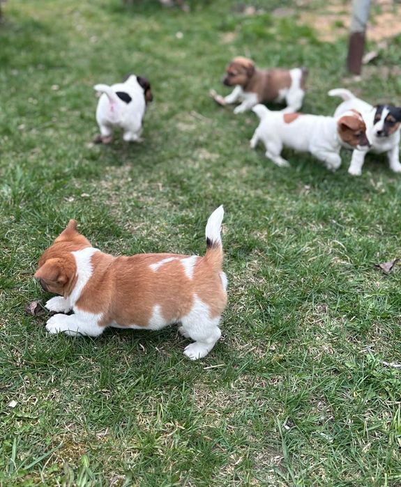 Jack Russell Terrier