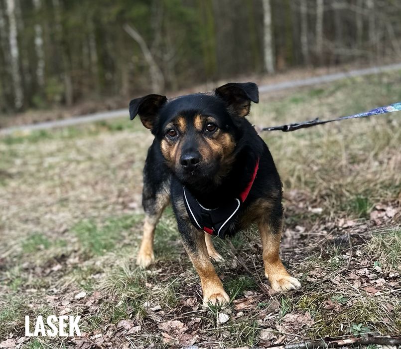 2 letni, 12 kg Lasek do adopcji