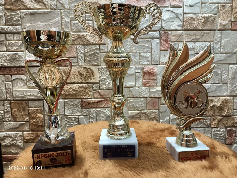 Шотландский страйт по кличке барон,приглашает на Вязку!