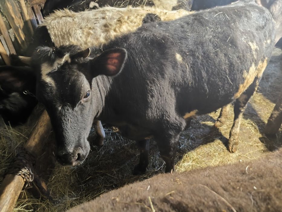 Продам Тільних телиць