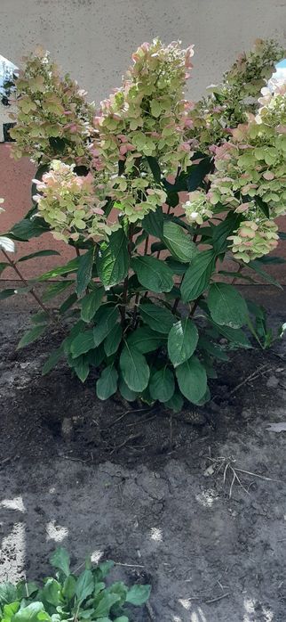Гортензія волотиста Living Little Blossom